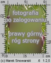 Fritillaria meleagris (szachownica kostkowata)