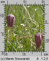 Fritillaria meleagris (szachownica kostkowata)