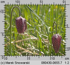 Fritillaria meleagris (szachownica kostkowata)