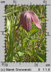 Fritillaria meleagris (szachownica kostkowata)