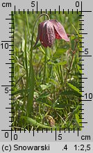 Fritillaria meleagris (szachownica kostkowata)