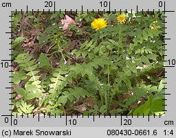 Aposeris foetida (sałatnica leśna)