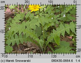 Aposeris foetida (sałatnica leśna)