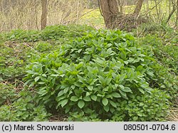 Scopolia carniolica (lulecznica kraińska)