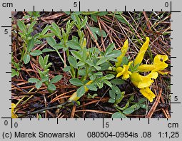 Chamaecytisus ratisbonensis (szczodrzeniec rozesłany)