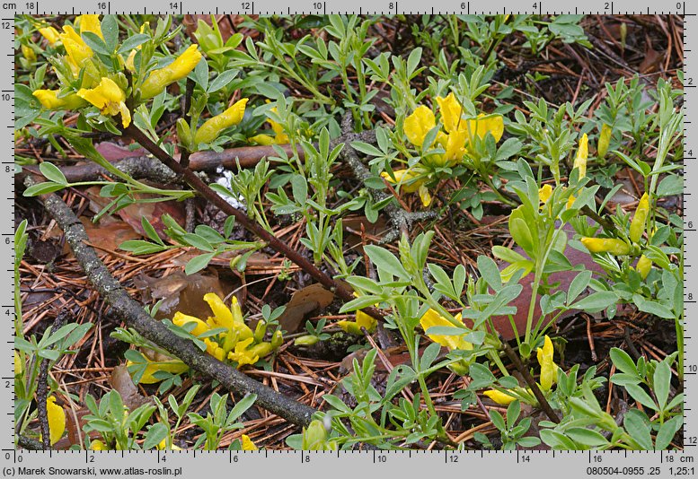 Chamaecytisus ratisbonensis (szczodrzeniec rozesłany)