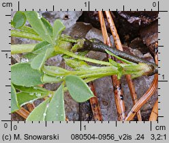 Chamaecytisus ratisbonensis (szczodrzeniec rozesłany)