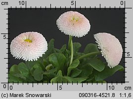 Bellis perennis (stokrotka pospolita)