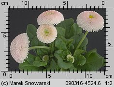 Bellis perennis (stokrotka pospolita)