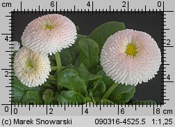 Bellis perennis (stokrotka pospolita)