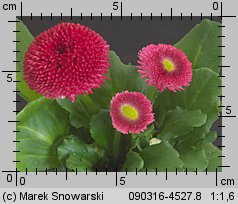 Bellis perennis (stokrotka pospolita)