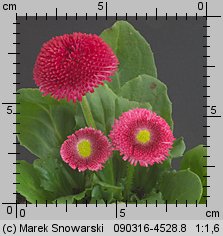 Bellis perennis (stokrotka pospolita)