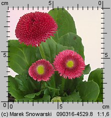 Bellis perennis (stokrotka pospolita)