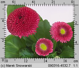 Bellis perennis (stokrotka pospolita)