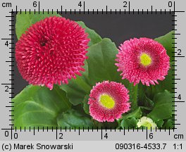 Bellis perennis (stokrotka pospolita)