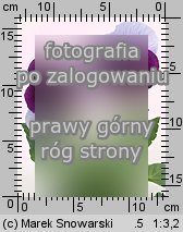 Viola ×wittrockiana (fiołek ogrodowy)