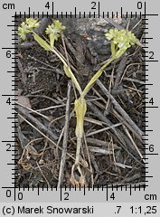 Valerianella locusta (roszpunka warzywna)