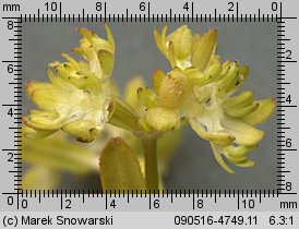 Valerianella locusta (roszpunka warzywna)