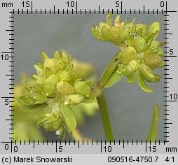 Valerianella locusta (roszpunka warzywna)