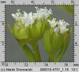 Valerianella locusta (roszpunka warzywna)