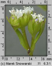 Valerianella locusta (roszpunka warzywna)