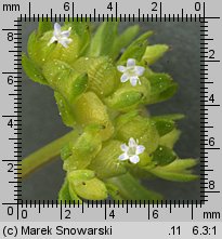 Valerianella locusta (roszpunka warzywna)