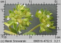 Valerianella locusta (roszpunka warzywna)