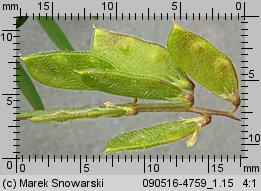 Vicia hirsuta (wyka drobnokwiatowa)