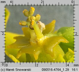 Euphorbia esula (wilczomlecz lancetowaty)