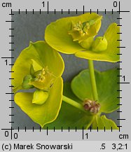 Euphorbia esula (wilczomlecz lancetowaty)