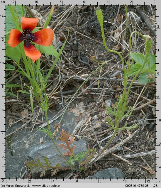 Papaver argemone (mak piaskowy)