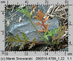 Papaver argemone (mak piaskowy)