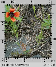 Papaver argemone (mak piaskowy)