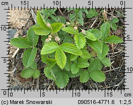 Fragaria viridis (poziomka twardawa)