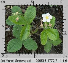 Fragaria viridis (poziomka twardawa)