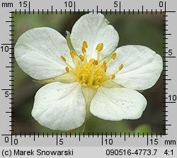 Fragaria viridis (poziomka twardawa)