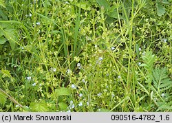 Myosotis arvensis (niezapominajka polna)