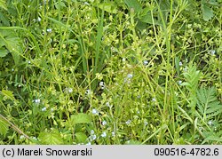 Valerianella locusta (roszpunka warzywna)