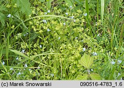 Myosotis arvensis (niezapominajka polna)