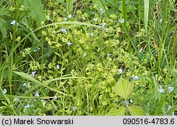 Valerianella locusta (roszpunka warzywna)