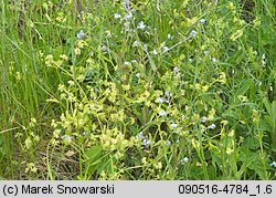 Myosotis arvensis (niezapominajka polna)