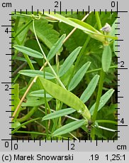 Vicia angustifolia (wyka wąskolistna)