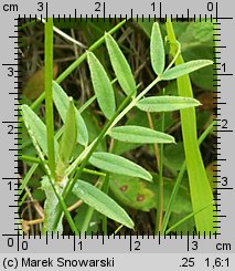 Vicia angustifolia (wyka wąskolistna)