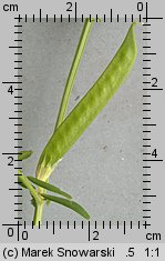 Vicia angustifolia (wyka wąskolistna)