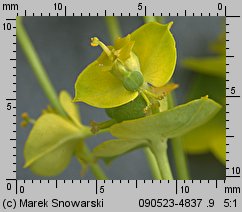 Euphorbia esula (wilczomlecz lancetowaty)