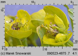 Euphorbia lucida (wilczomlecz błyszczący)