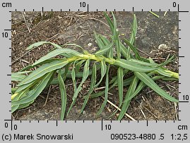 Euphorbia lucida (wilczomlecz błyszczący)