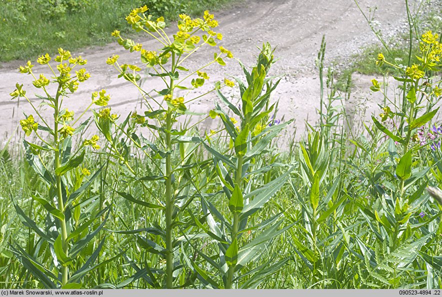 Euphorbia lucida (wilczomlecz błyszczący)