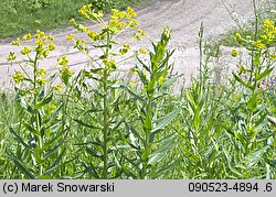 Euphorbia lucida (wilczomlecz błyszczący)