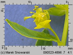 Euphorbia lucida (wilczomlecz błyszczący)